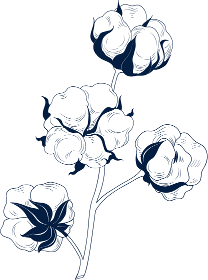 Cotton cotton illustration